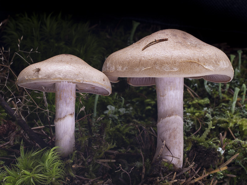 Cortinarius caninus